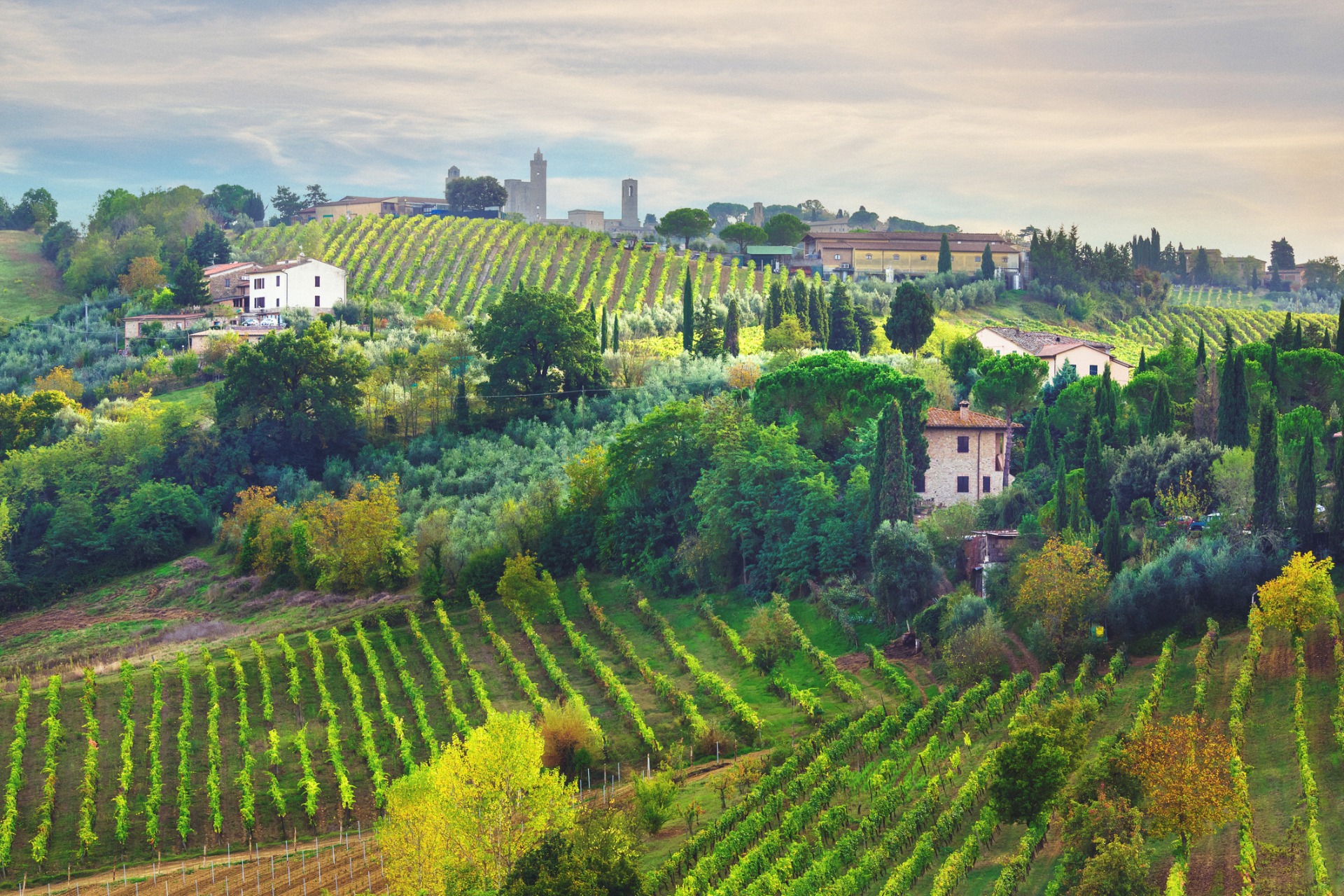 Vineyards in tuscany, italy